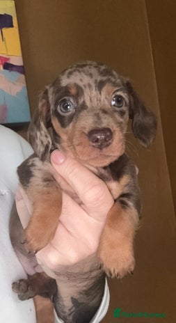 Miniature Dachshund dogs 🩵🩷Stunning KC Reg Mini Dachshunds🩵🩷 - Advert 1