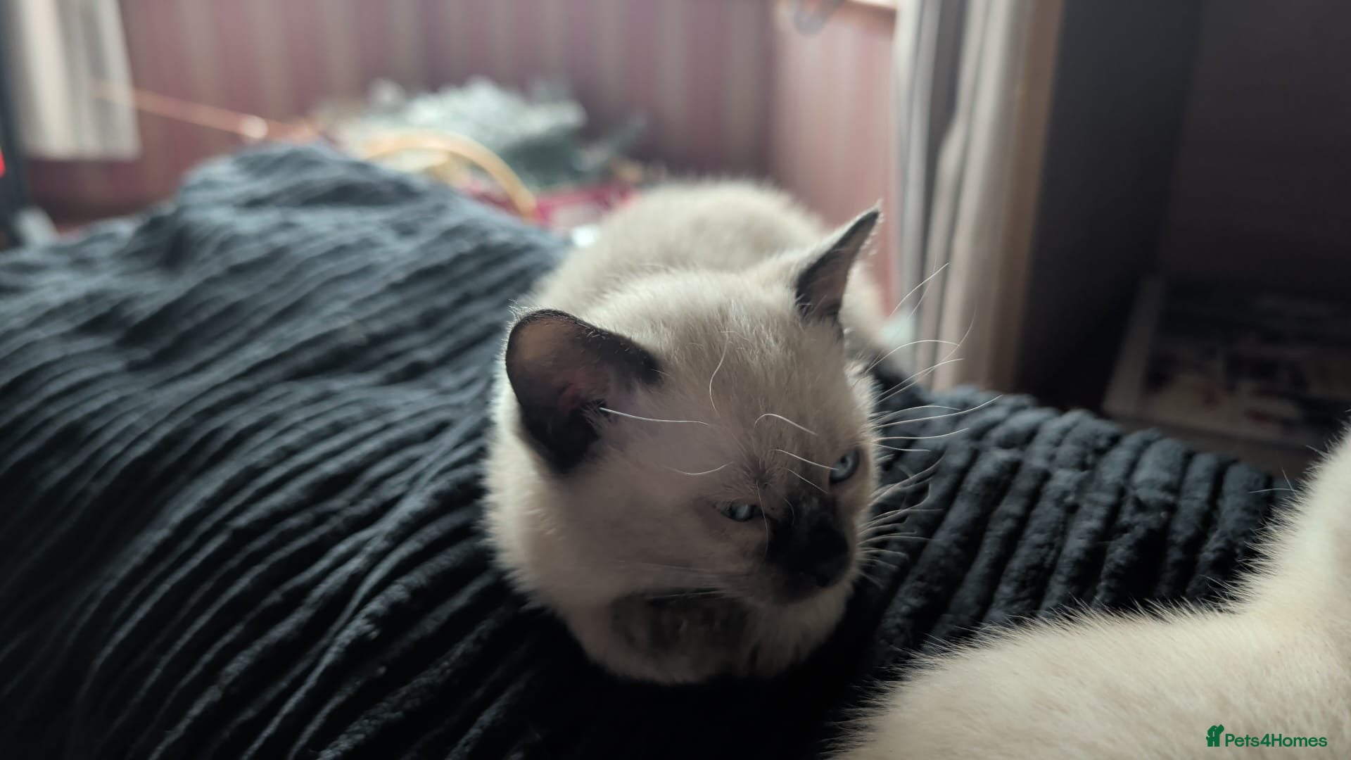 Mixed Breed cats for sale: Siamese Cross Ragdoll kittens plus black/white - Advert 11
