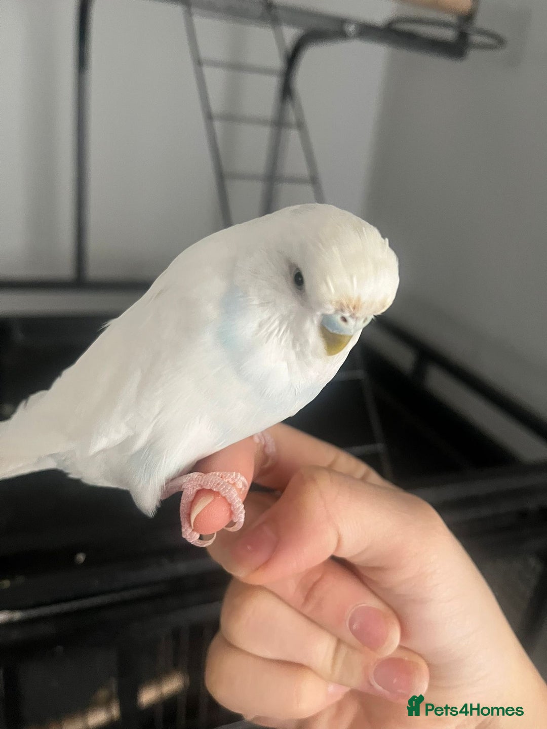 Budgerigars birds for sale: Lovely female budgie - Image 1