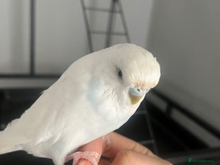 Budgerigars birds - Advert 1