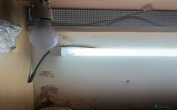 Hermann Tortoise reptiles for sale: Herman tortoise + entire setup - Image 5