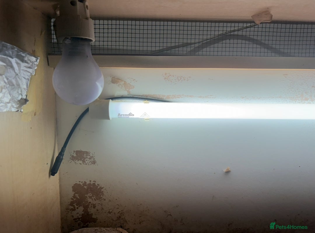 Hermann Tortoise reptiles for sale: Herman tortoise + entire setup - Image 5
