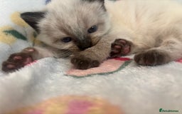 Mixed Breed cats for sale: Gorgeous kitten for sale - Image 6