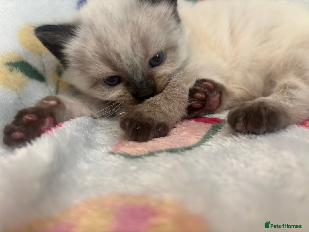Mixed Breed cats for sale: Gorgeous kitten for sale - Image 6