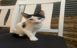 Mixed Breed cats for sale: 2 LOVELY TWIN BOYS LOOKING FOR A NEW HOME🩵 - Image 2