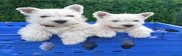 West Highland Terrier dogs for sale: KC Registered Westie Puppies - Advert 2