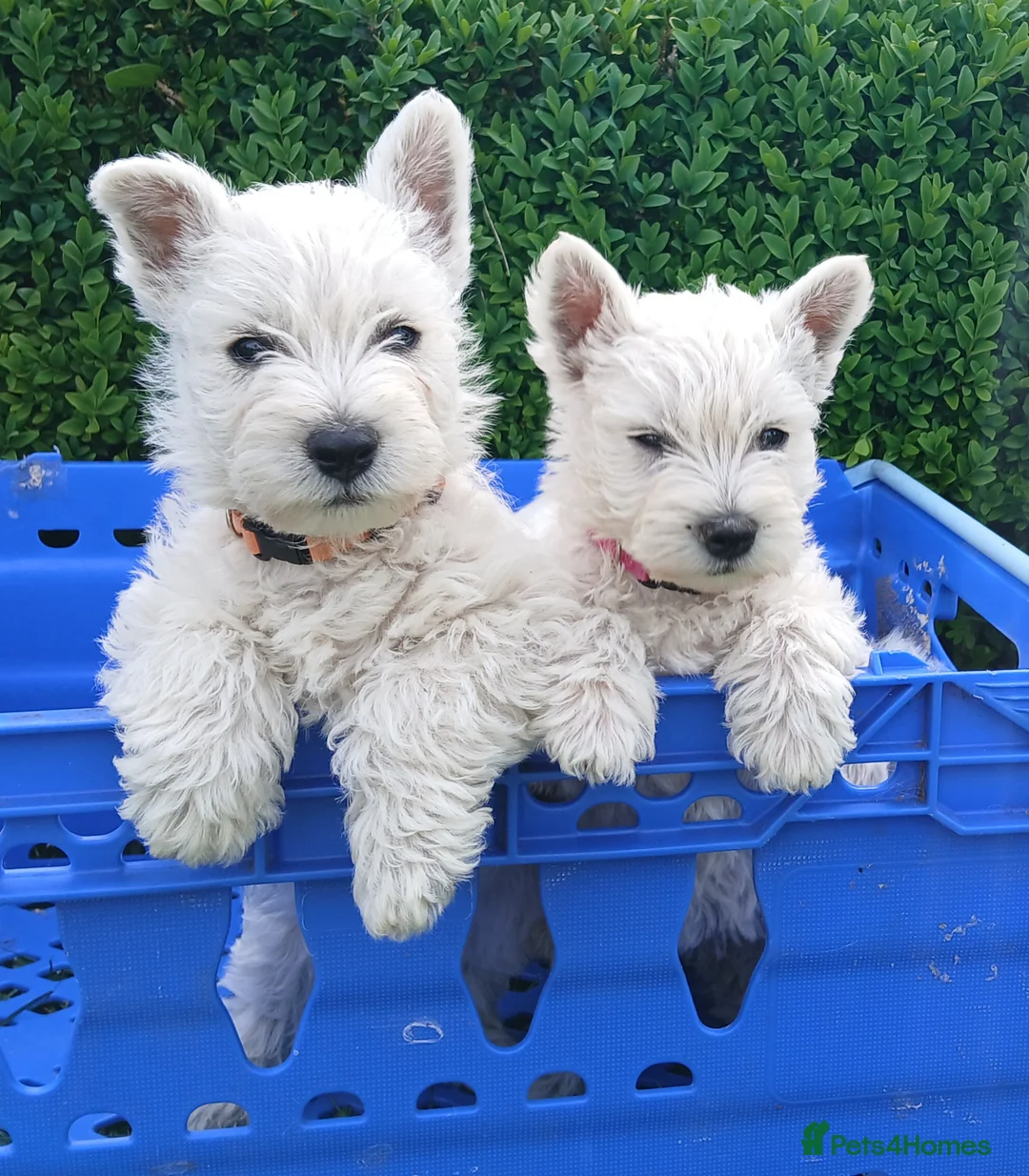 West Highland Terrier dogs for sale: KC Registered Westie Puppies - Advert 2