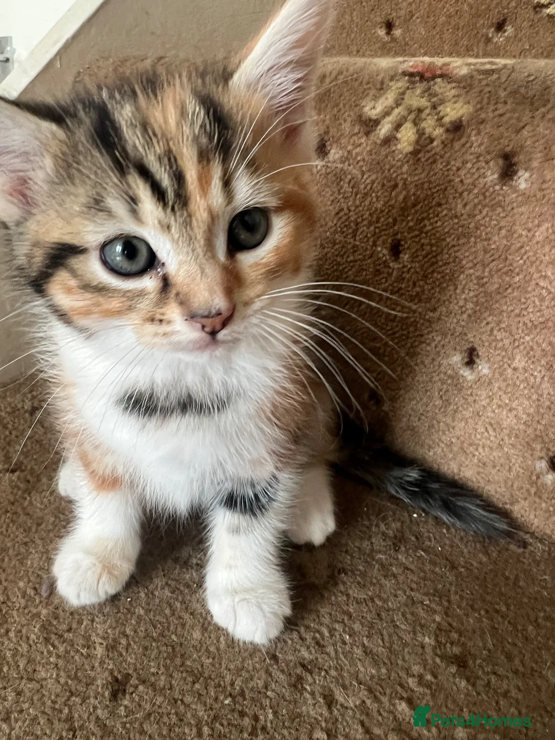 Mixed Breed cats for sale: 5 FRIENDLY KITTENS £30 EACH - Advert 5