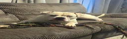 American Bulldog dogs for sale: Male American bulldog  in Wallsend - Advert 4