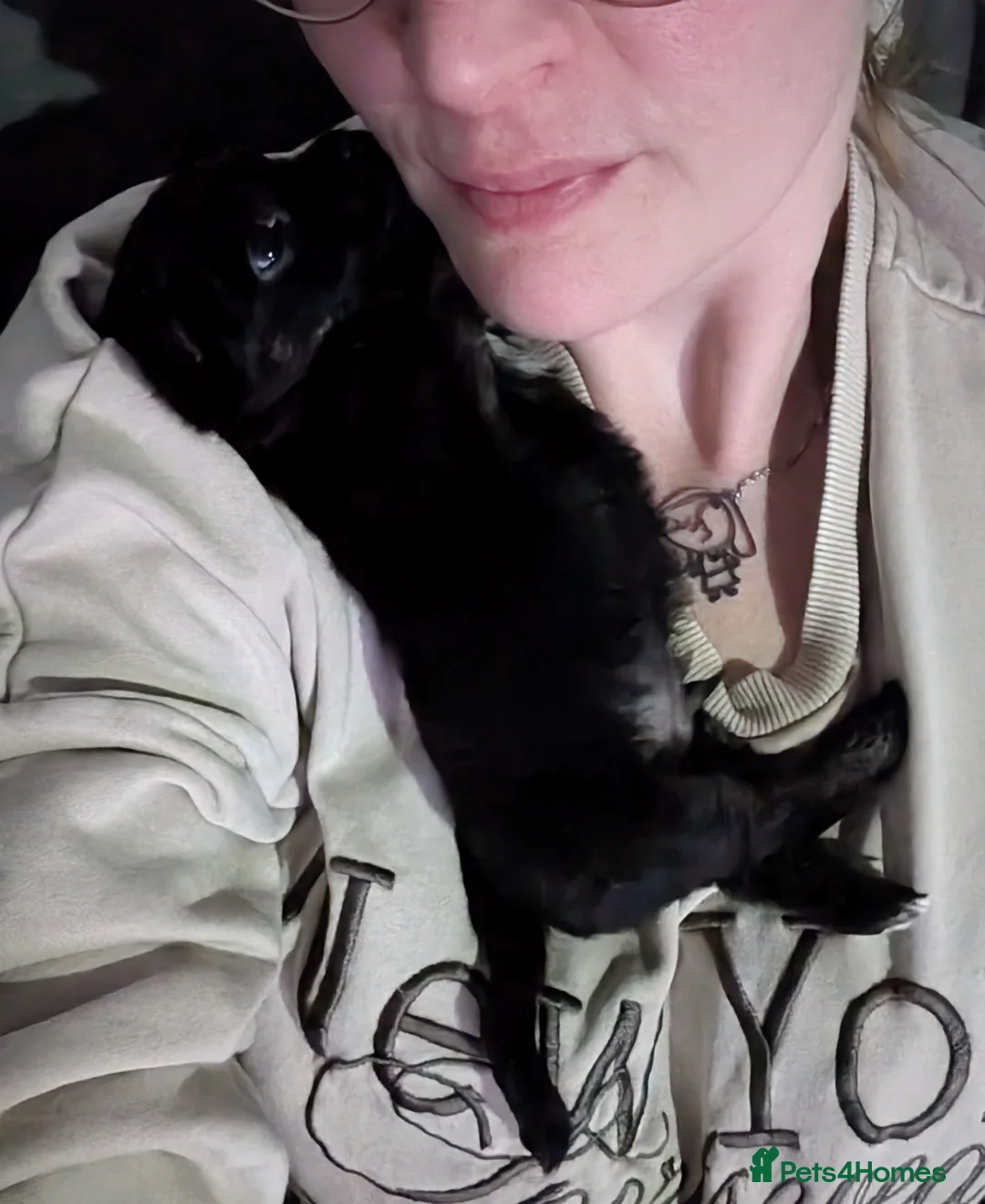 Chipoo dogs for sale: Adorable tiny chihpoo boy in Leeds - Advert 7