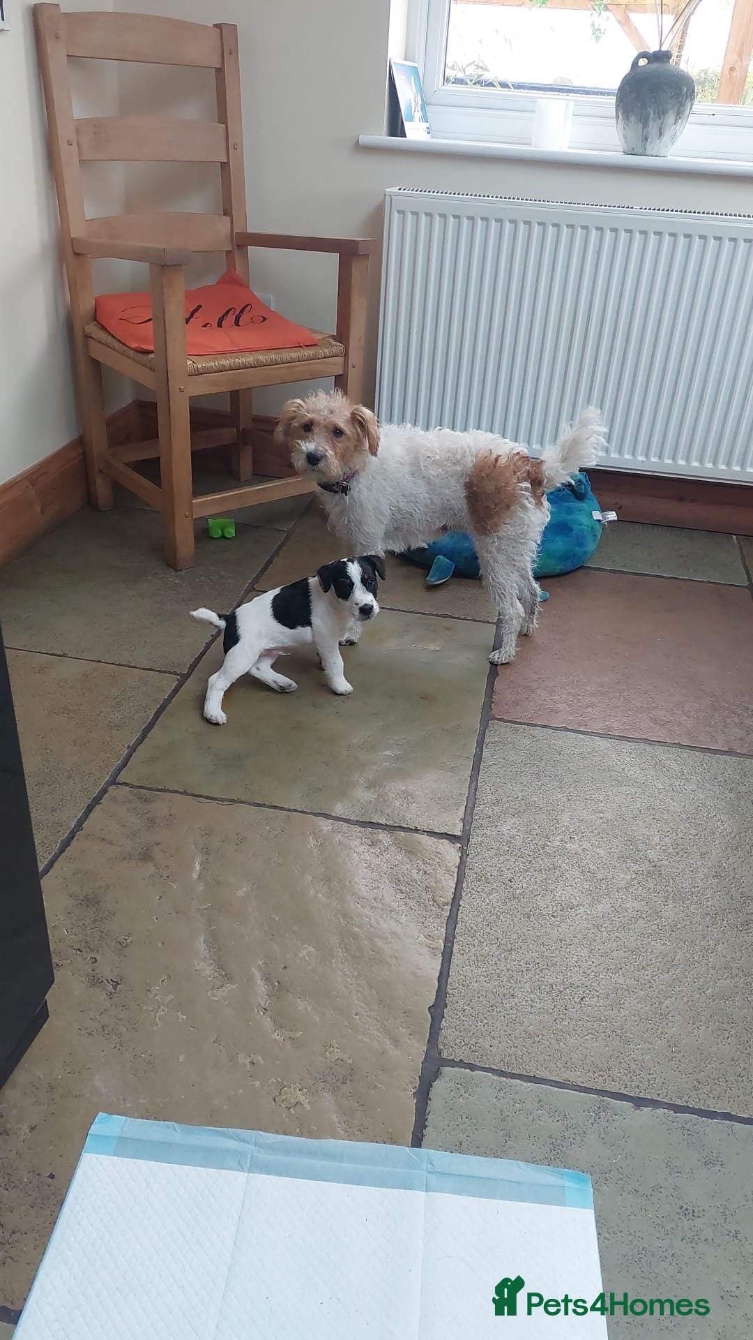 Parson Russell dogs for sale: Male Parson Russell  - Image 7