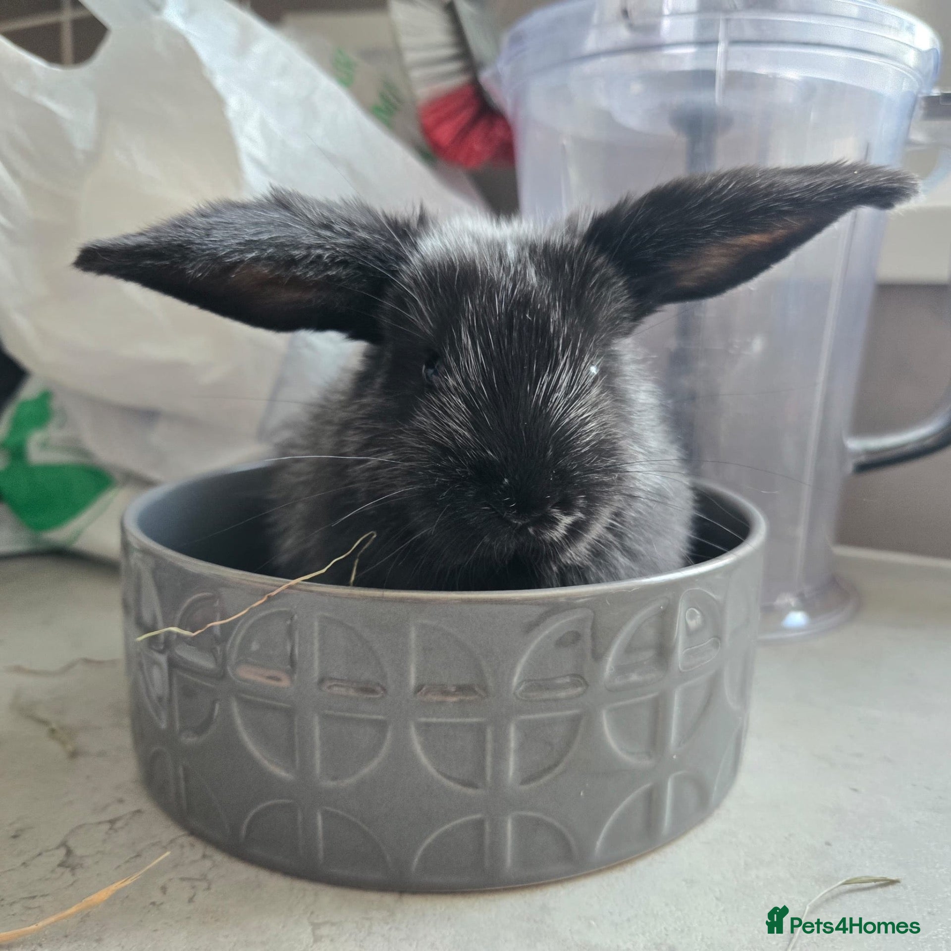 Mini Lop rabbits Baby mini lops - Advert 18