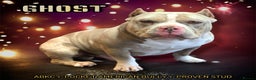 American Bully dogs for stud: ABKC AMERICAN POCKET BULLY - Advert 1