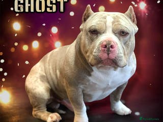 American Bully dogs ABKC AMERICAN POCKET BULLY - Advert 2