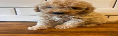 Rusty