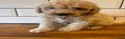Cavapoo dogs for sale: Exceptional curly coat health tested cavapoo pups in Otley - Advert 11