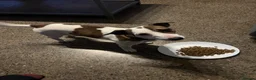 Jack Russell dogs for sale: Jack Russell Terrier Puppies – Purebred Bloodline - Advert 6