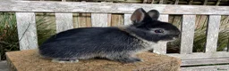 Netherland Dwarf rabbits for sale: Pure Netherland dwarf bunnies  in London - Advert 9