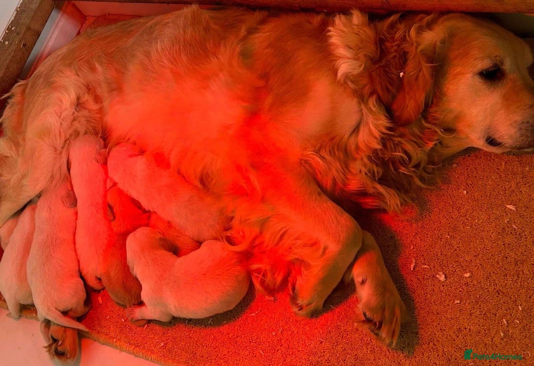 Golden Retriever dogs for sale: KC registered health tested Golden Retriever puppy - Advert 7