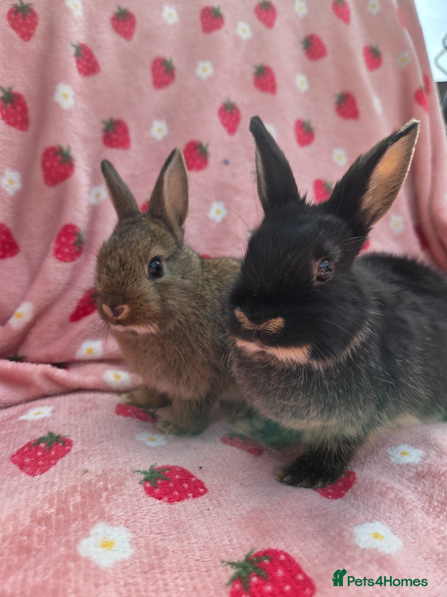 Netherland Dwarf rabbits Last 2 💗🩵 Netherland Dwarf  9weeks - Advert 1