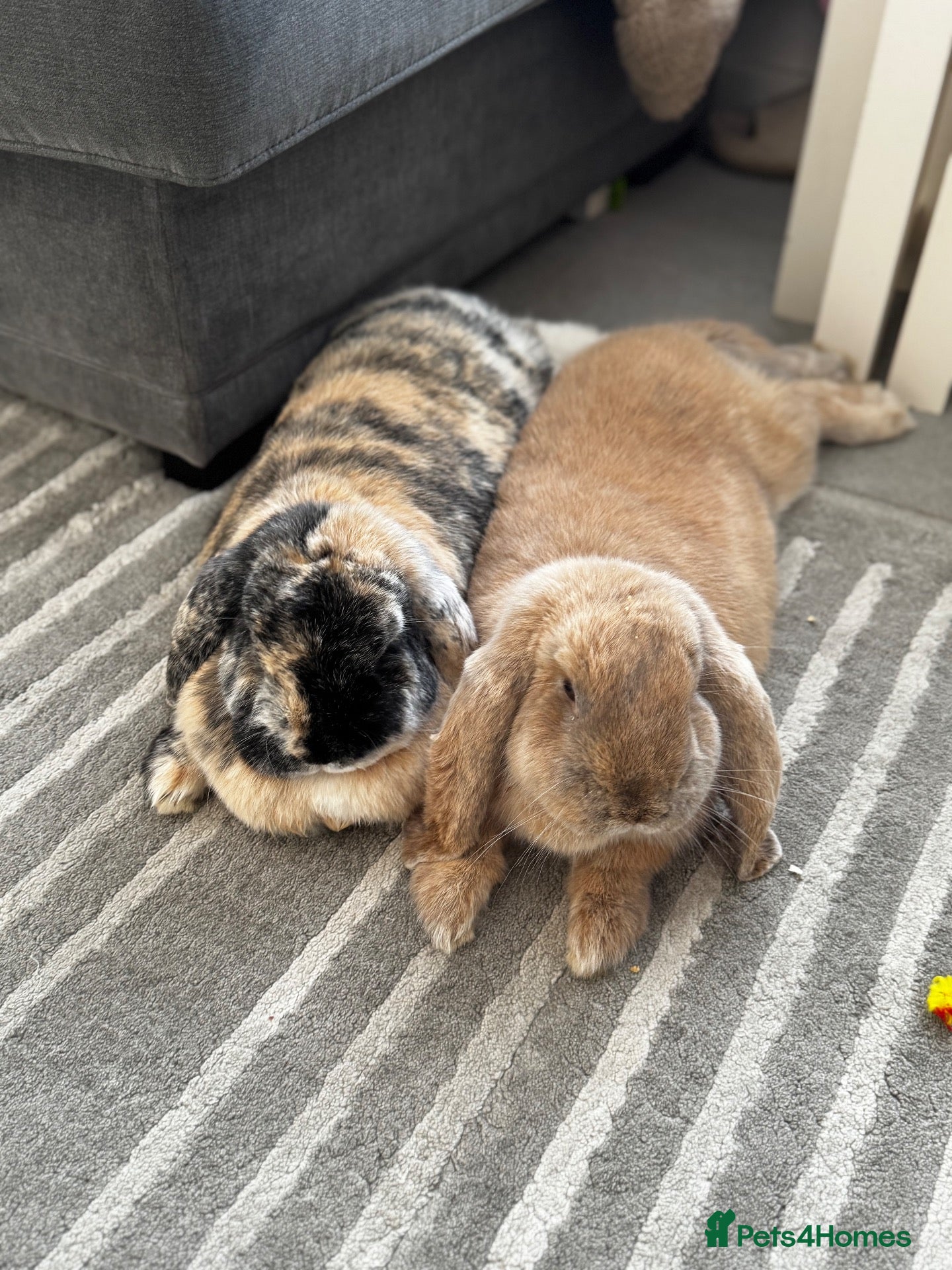 French Lop rabbits Bonded French lops  - Advert 10