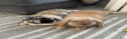 French Lop rabbits for sale: Bonded French lops  in Wimborne - Advert 1