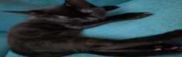 British Shorthair cats for sale: 2 Lovely Black Kittens - Advert 9