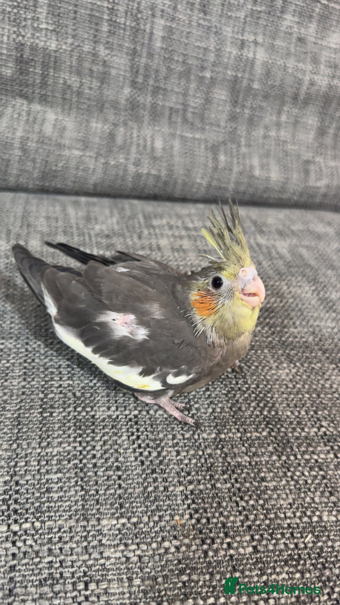 Cockatiels birds for sale: Cockatiels - Advert 6