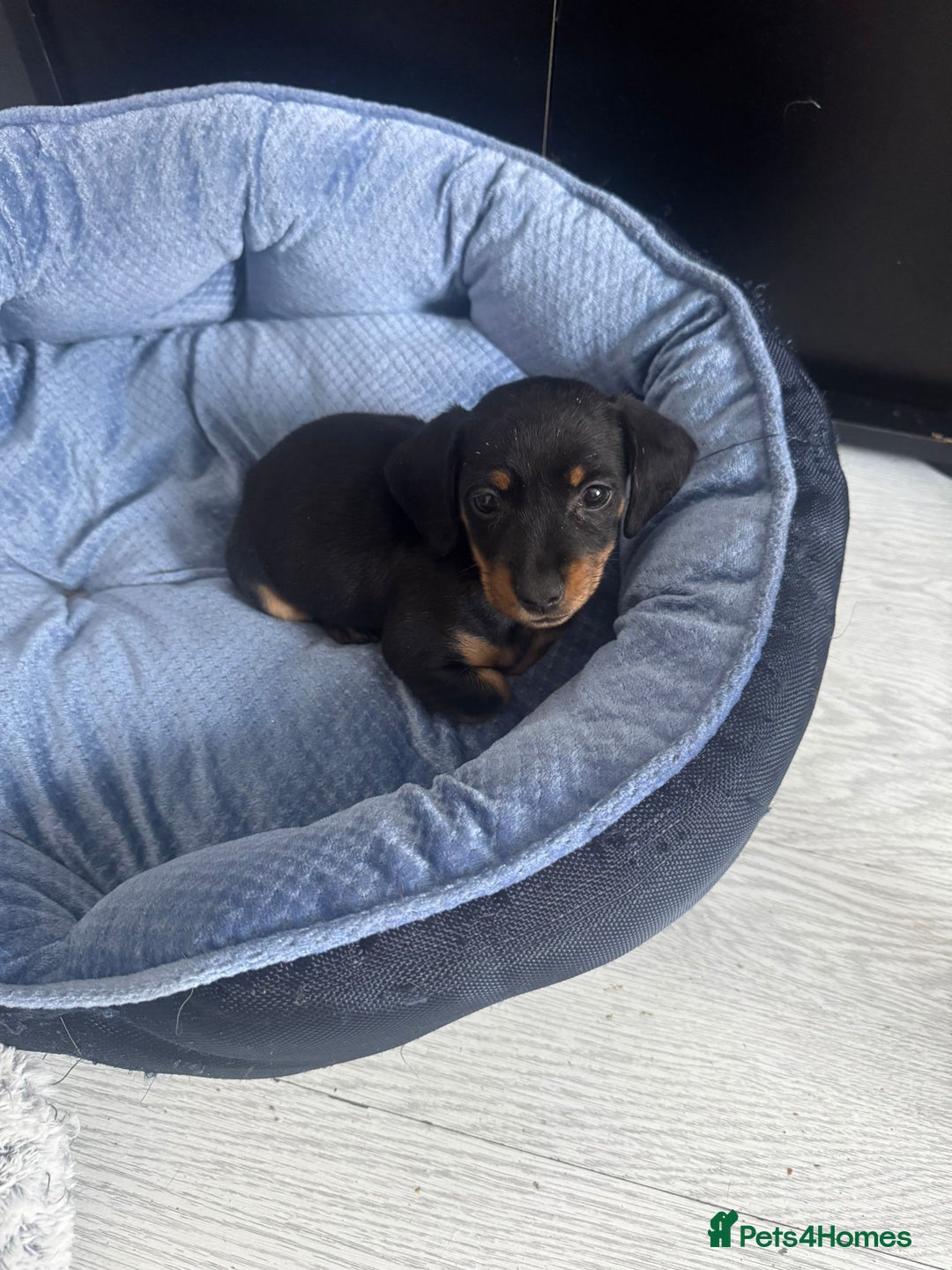 Chihuahua dogs for sale: Miniature dashshund Only 8 weeks old - Image 8