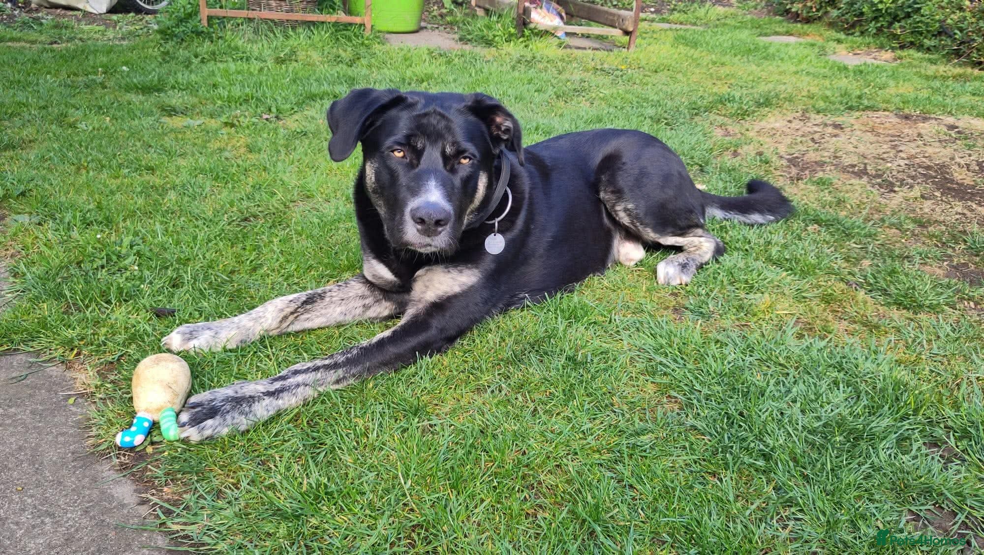 Mixed Breed dogs BUSTER- quiet home wanted for sensitive young boy - Advert 4
