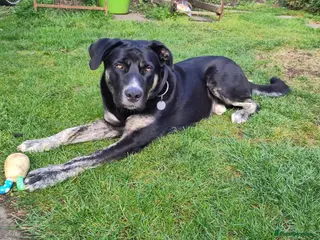 Mixed Breed dogs BUSTER- quiet home wanted for sensitive young boy - Advert 4