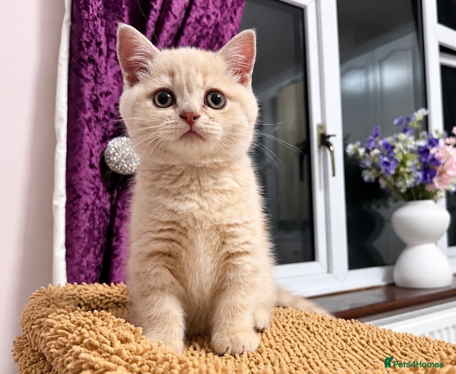 British Shorthair cats Stunning Cream British Shorthair girl - Advert 2
