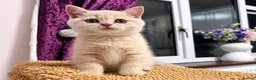 British Shorthair cats for sale: Stunning Cream British Shorthair girl - Advert 3