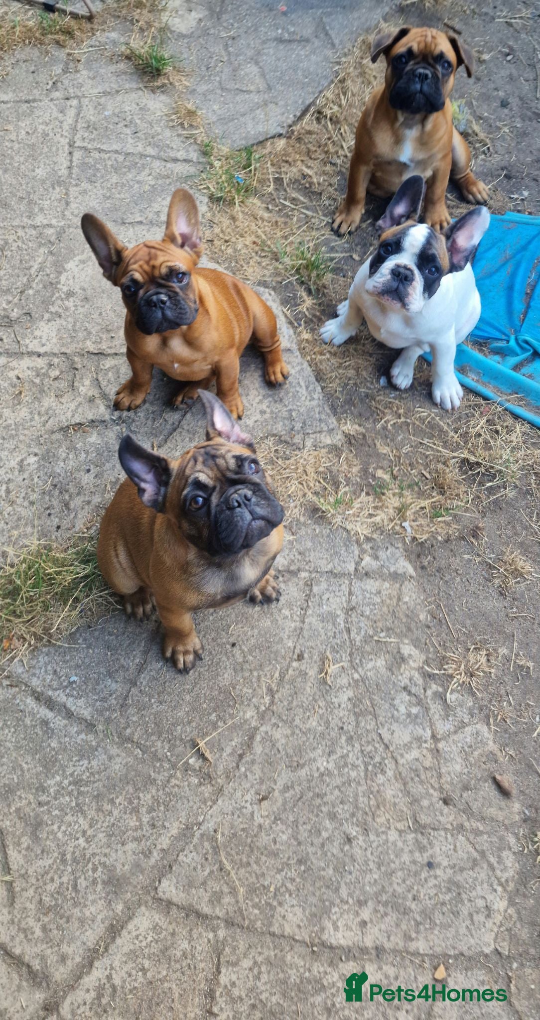 French Bulldog dogs Standard red fawn/pied French bulldog - Advert 2