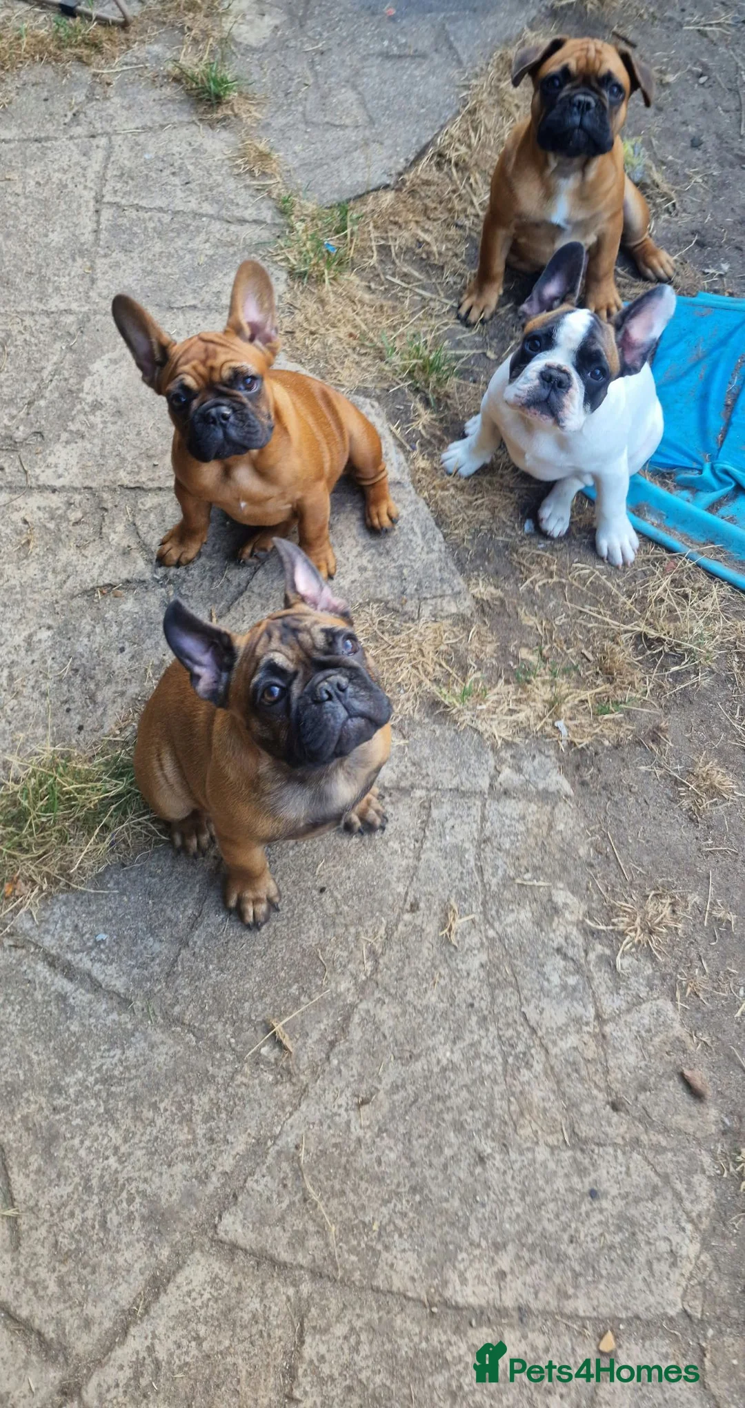 French Bulldog dogs for sale: Standard red fawn/pied French bulldog - Advert 1