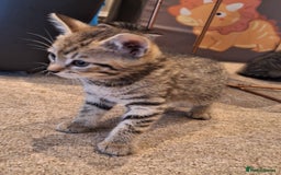 Mixed Breed cats for sale: Kittens  - Image 10