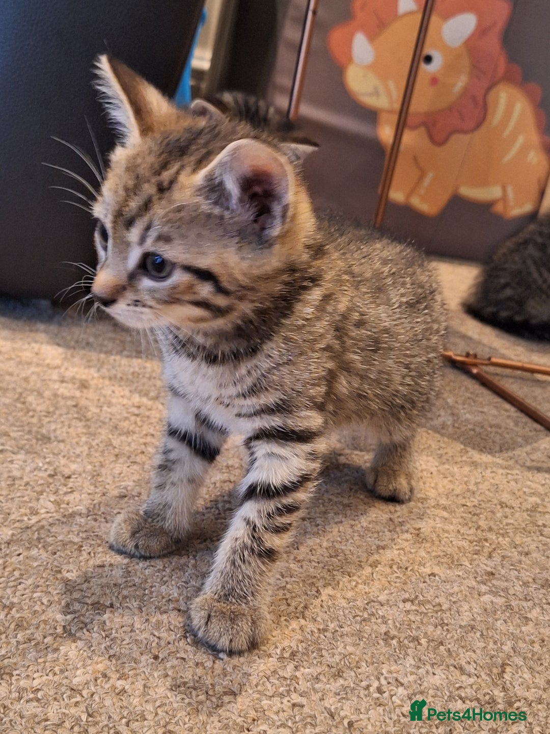 Mixed Breed cats for sale: Kittens  - Image 10