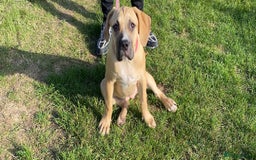 Boerboel dogs for sale: Meet our lovely Sahara! 5Month old boerbel.  - Image 2