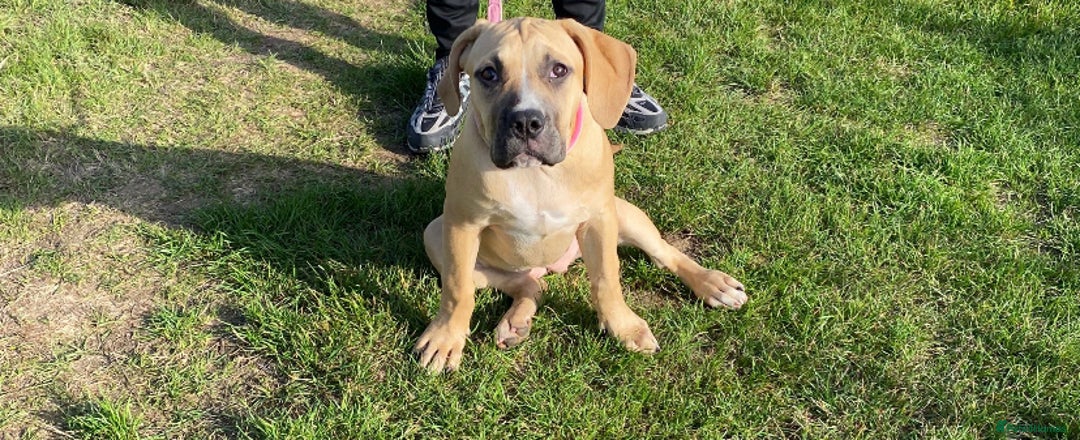 Boerboel dogs for sale: Meet our lovely Sahara! 5Month old boerbel.  - Image 2