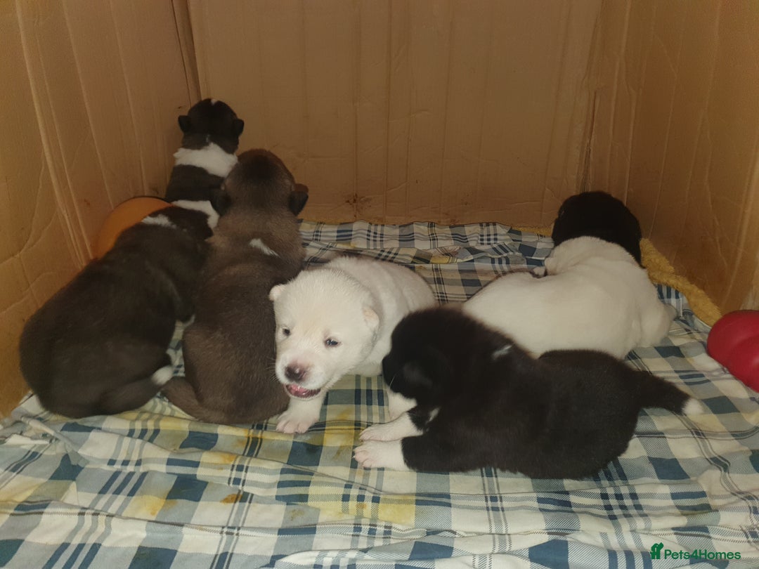 Akita dogs for sale: 7 absolutely gorgeous American Akita pups - Image 8