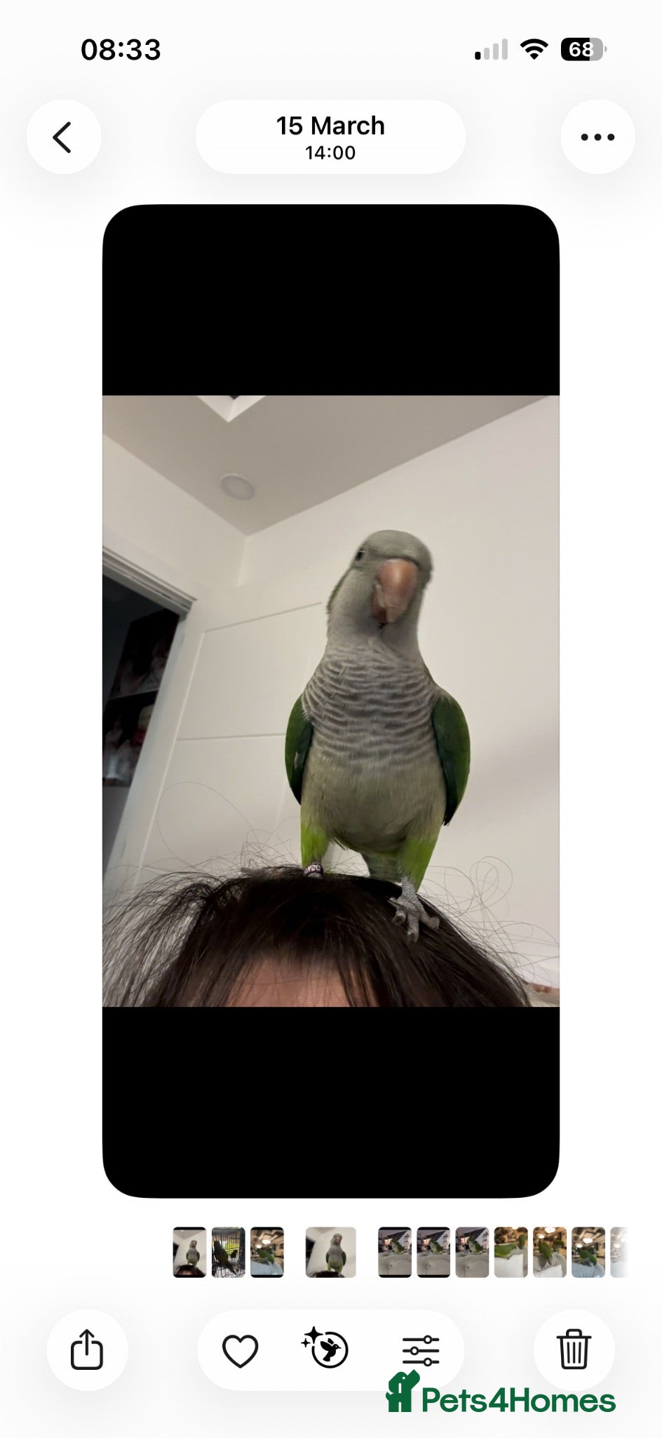 Parrots birds 🦜 Beautiful pair Quaker Looking for a Loving Home - Advert 3
