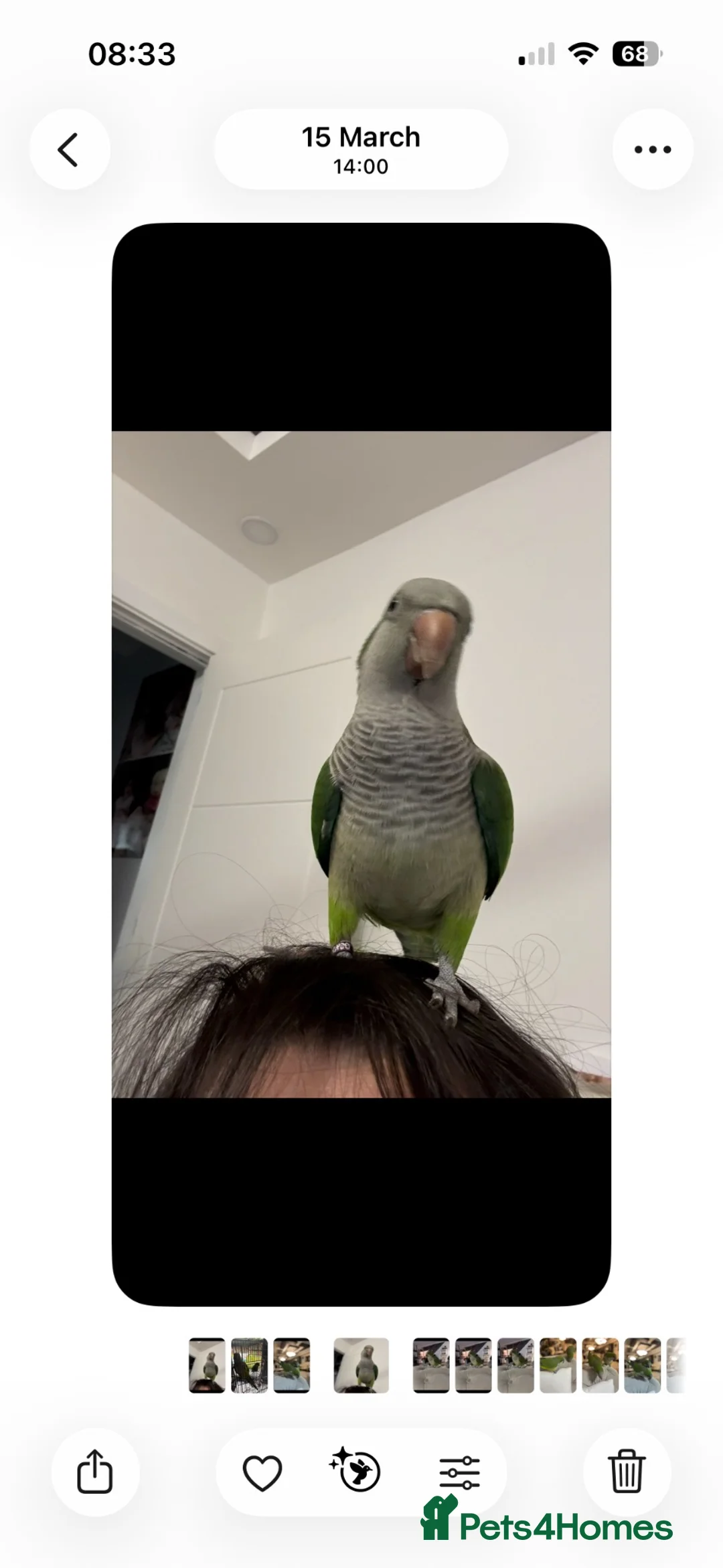 Parrots birds for sale: 🦜 Beautiful pair Quaker Looking for a Loving Home - Advert 1