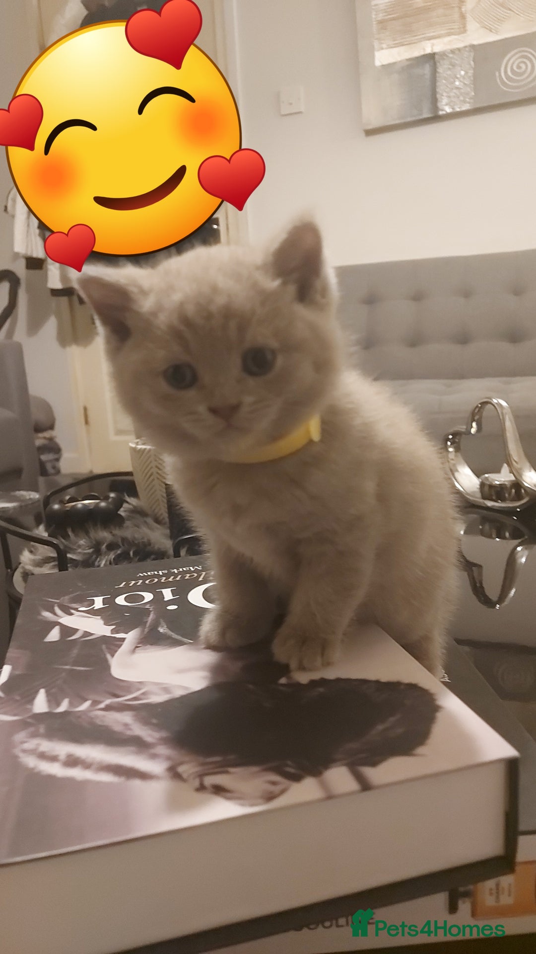 British Shorthair cats for sale: STUNNING BSH LILAC KITTENS 3 MALES/1 FEMALE  - Advert 2