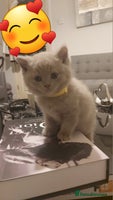 British Shorthair cats STUNNING BSH LILAC KITTENS 3 MALES/1 FEMALE - Advert 5