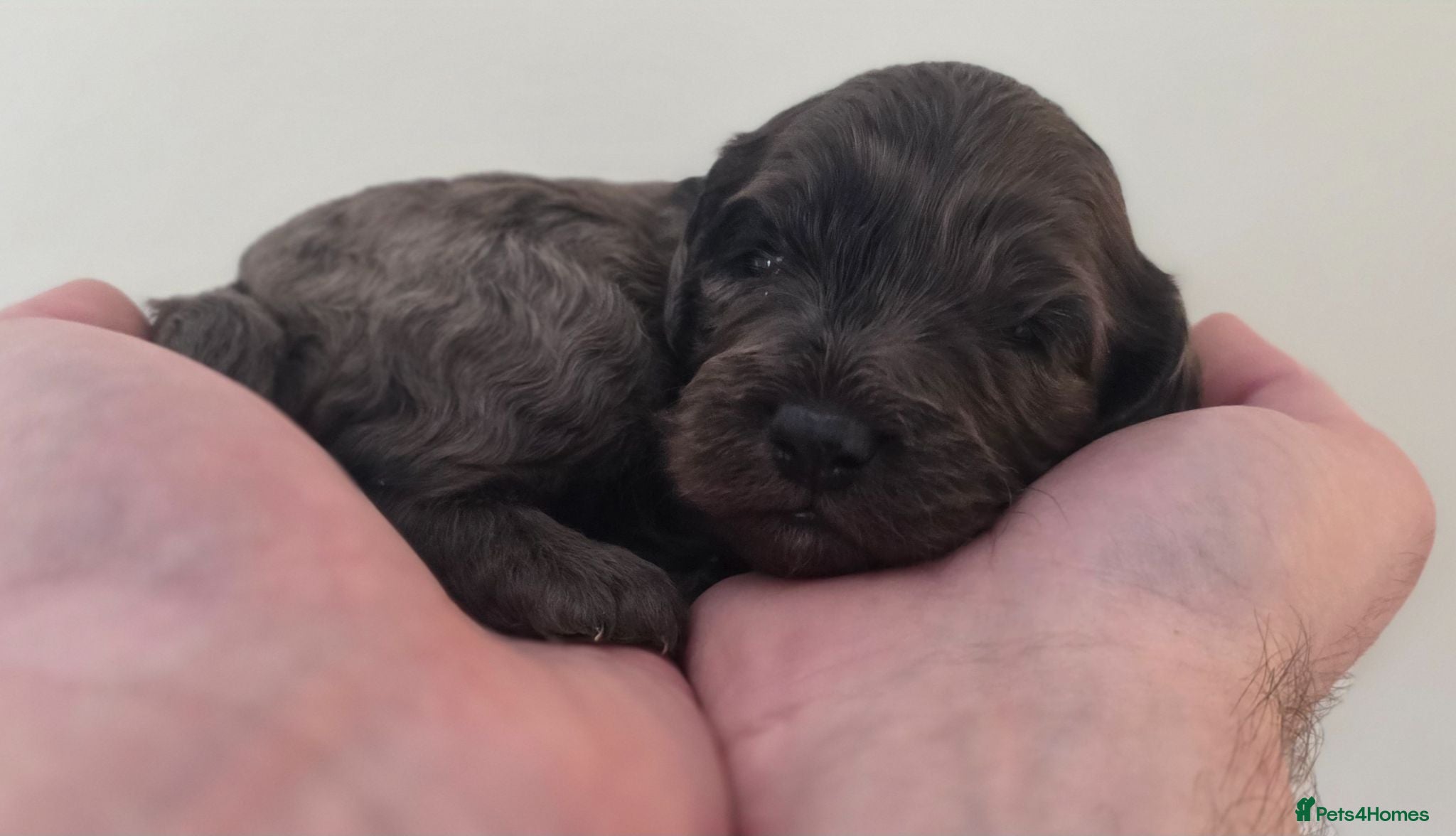 Cockapoo dogs Beautiful DNA clear Showtype F1 Cockerpoo's  - Advert 17