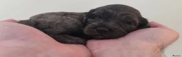 Cockapoo dogs for sale: Beautiful DNA clear Showtype F1 Cockerpoo's  - Advert 14