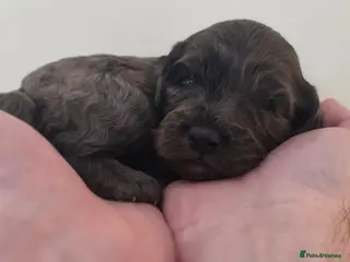 Cockapoo dogs Beautiful DNA clear Showtype F1 Cockerpoo's - Advert 17