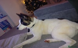 Huskita dogs for sale: Huski cross akita 2 and half years old female  - Image 10