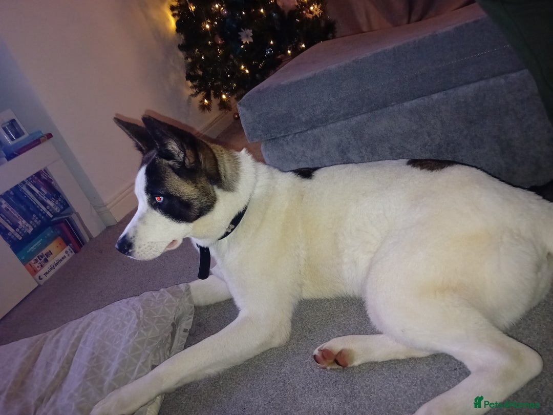 Huskita dogs for sale: Huski cross akita 2 and half years old female  - Image 10