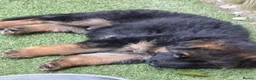 German Shepherd dogs for sale: Long hair Czech/Polish German Sherpard - Advert 13